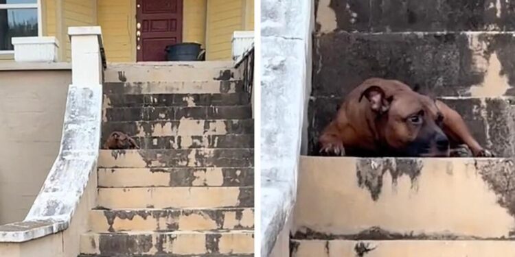 Dog Waiting on Steps of Empty Home Doesn’t Know If His Family Is Coming Back