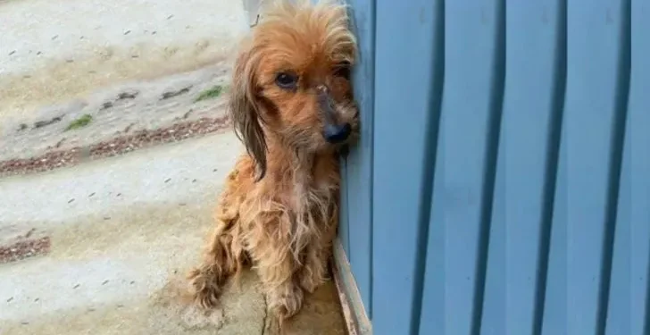 A Frightened Dog Battling a Severe Medical Condition Discovers the Joy of Love Again