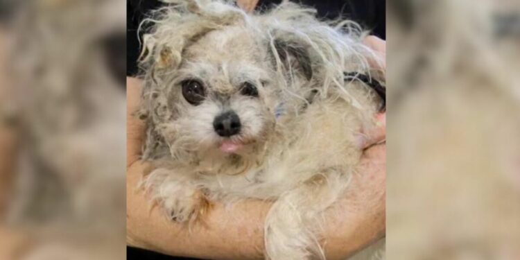 Abandoned Senior Dog with Matted Fur Becomes Unrecognizable After Heartwarming Makeover