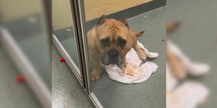 Neglected Pup Heartbroken After Being Returned to Shelter Due to Allergy