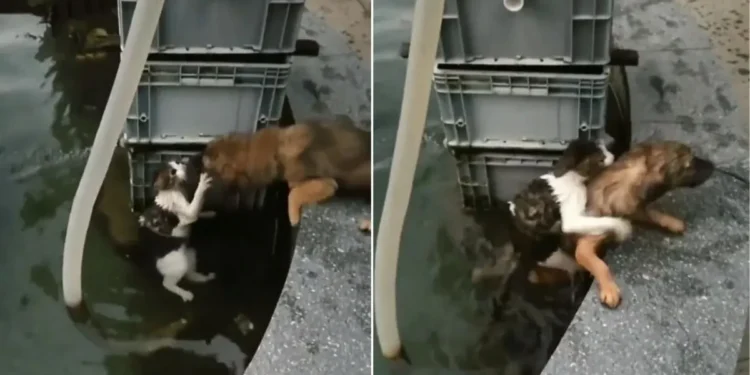 Heroic Dog Jumps into Water to Save Drowning Cat