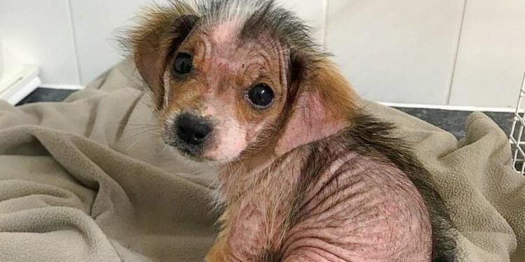 Puppy Goes from Bald and Snappy to Healed and Sweet