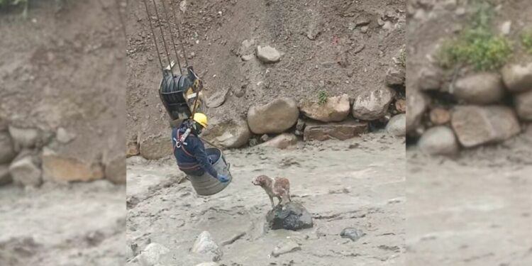 Construction Workers Brave Raging River to Rescue Trapped Dog