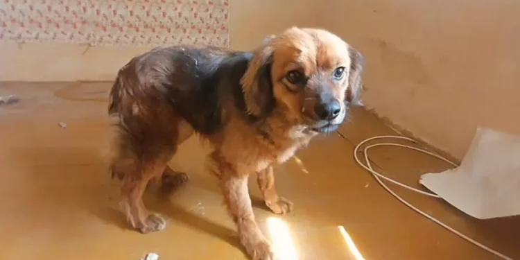 Heartbroken Dog Refuses to Leave House After Owner’s Tragic Passing