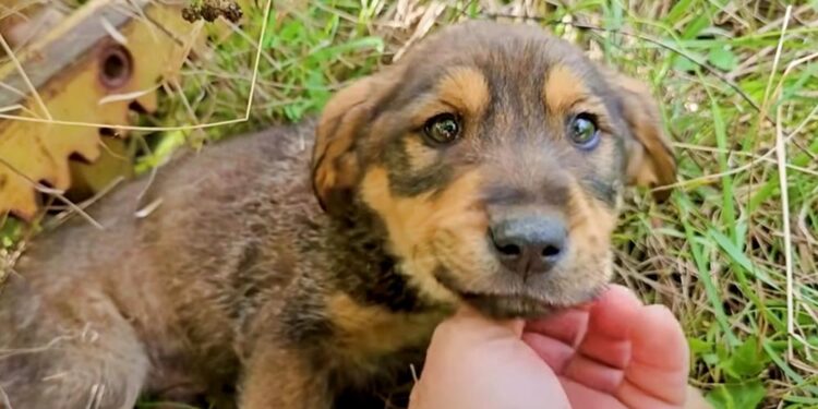 Puppy’s Sad Eyes Twinkle as Man Vows to Heal His Wounds