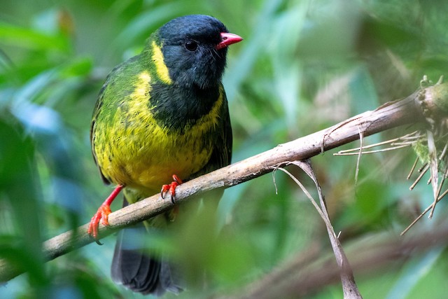 Cotinga vert et noir - eBird