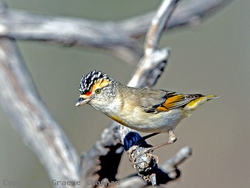 Red-browed Pardalote - Australian Birds - photographs by Graeme Chapman