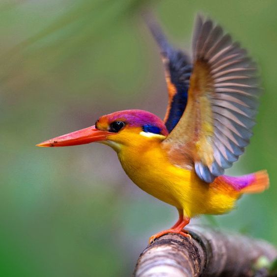 Eastern dwarf kingfisher: small bird but with extremely splendid feather color.