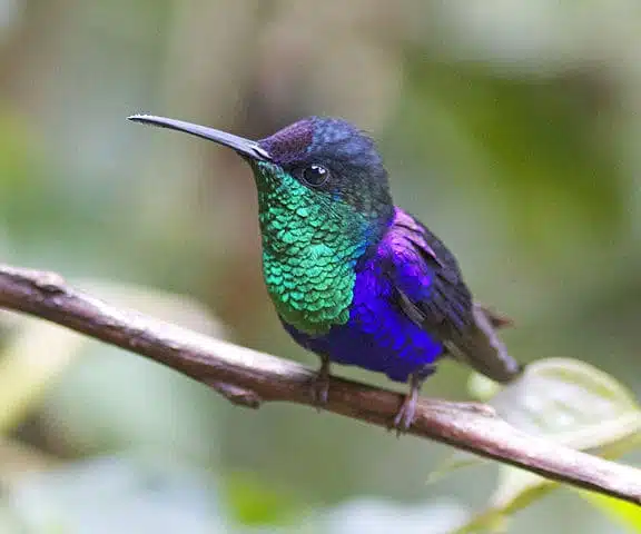 observing the beauty of the world's smallest bird – The Daily Worlds