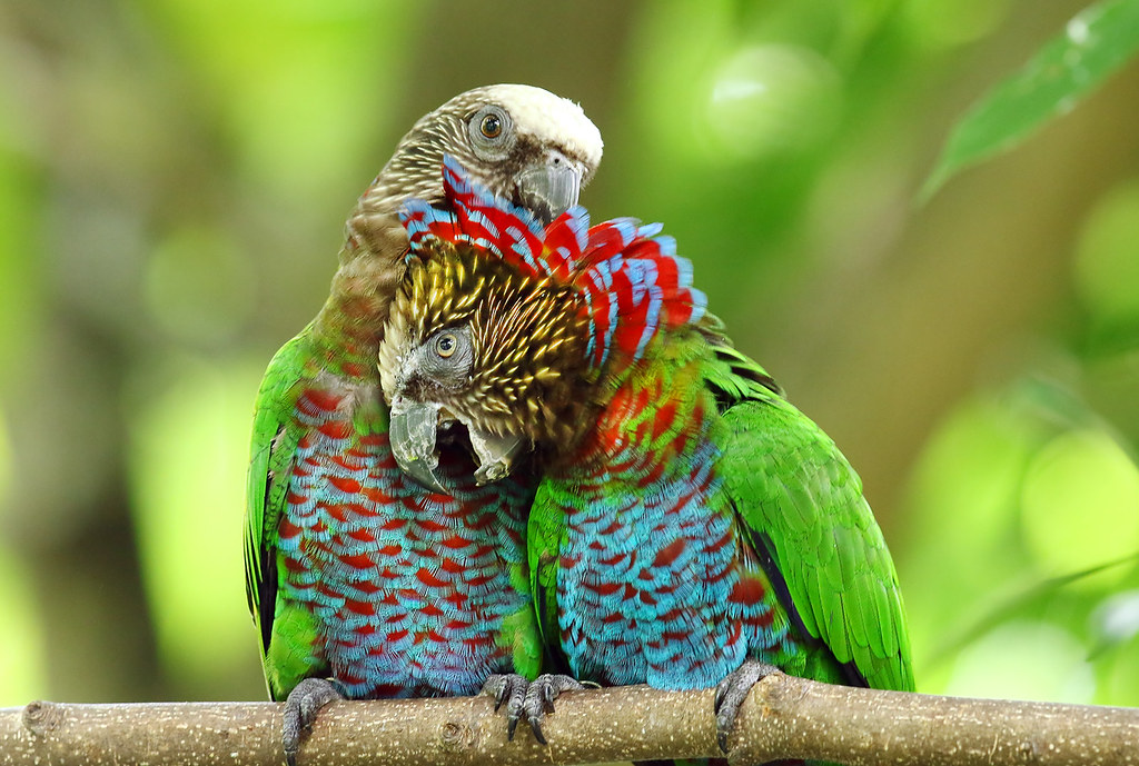 Introducing the Red Fan Parrot - a living, feathered rainbow!