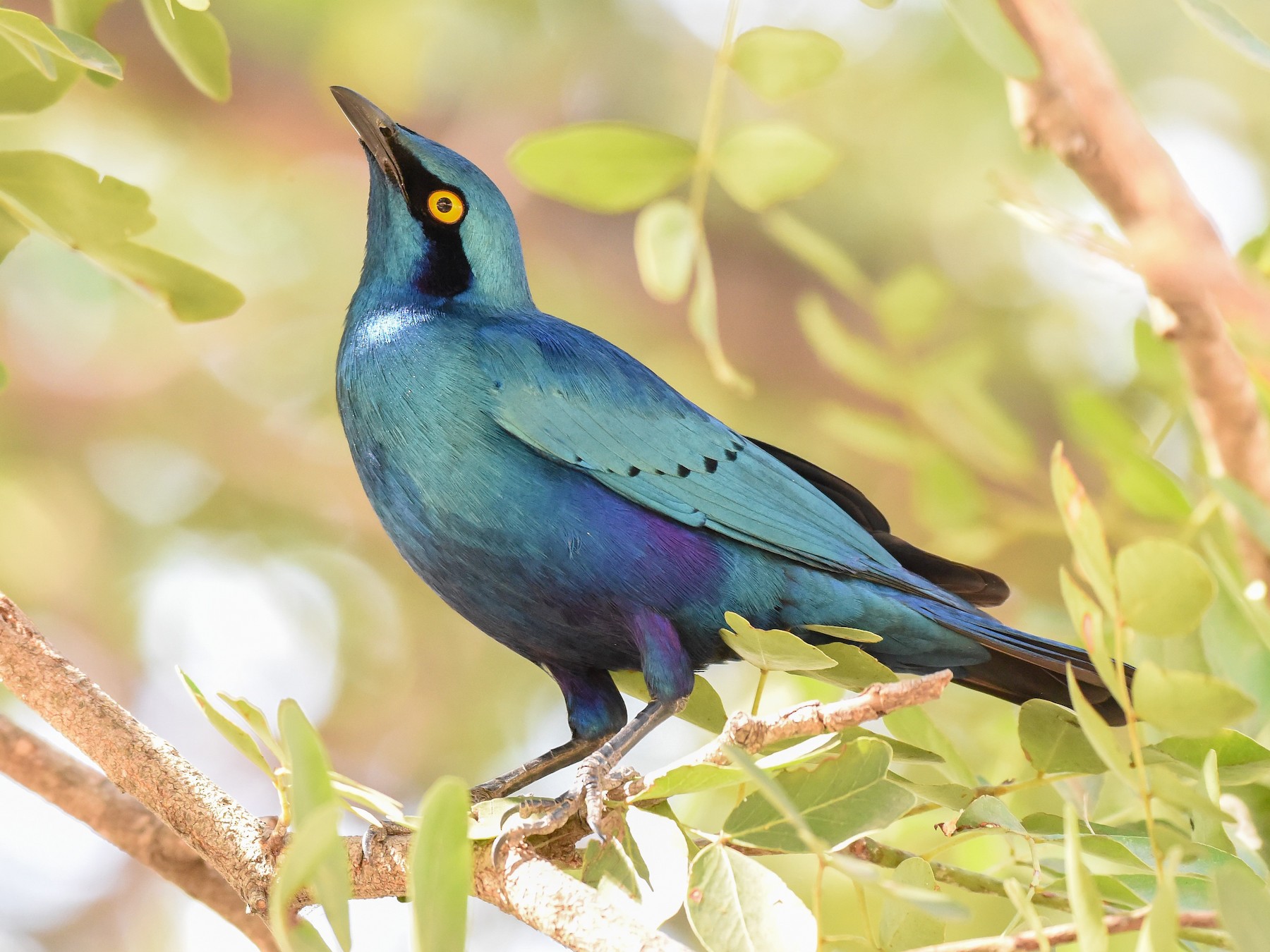 Greater Blue-eared Starling - eBird