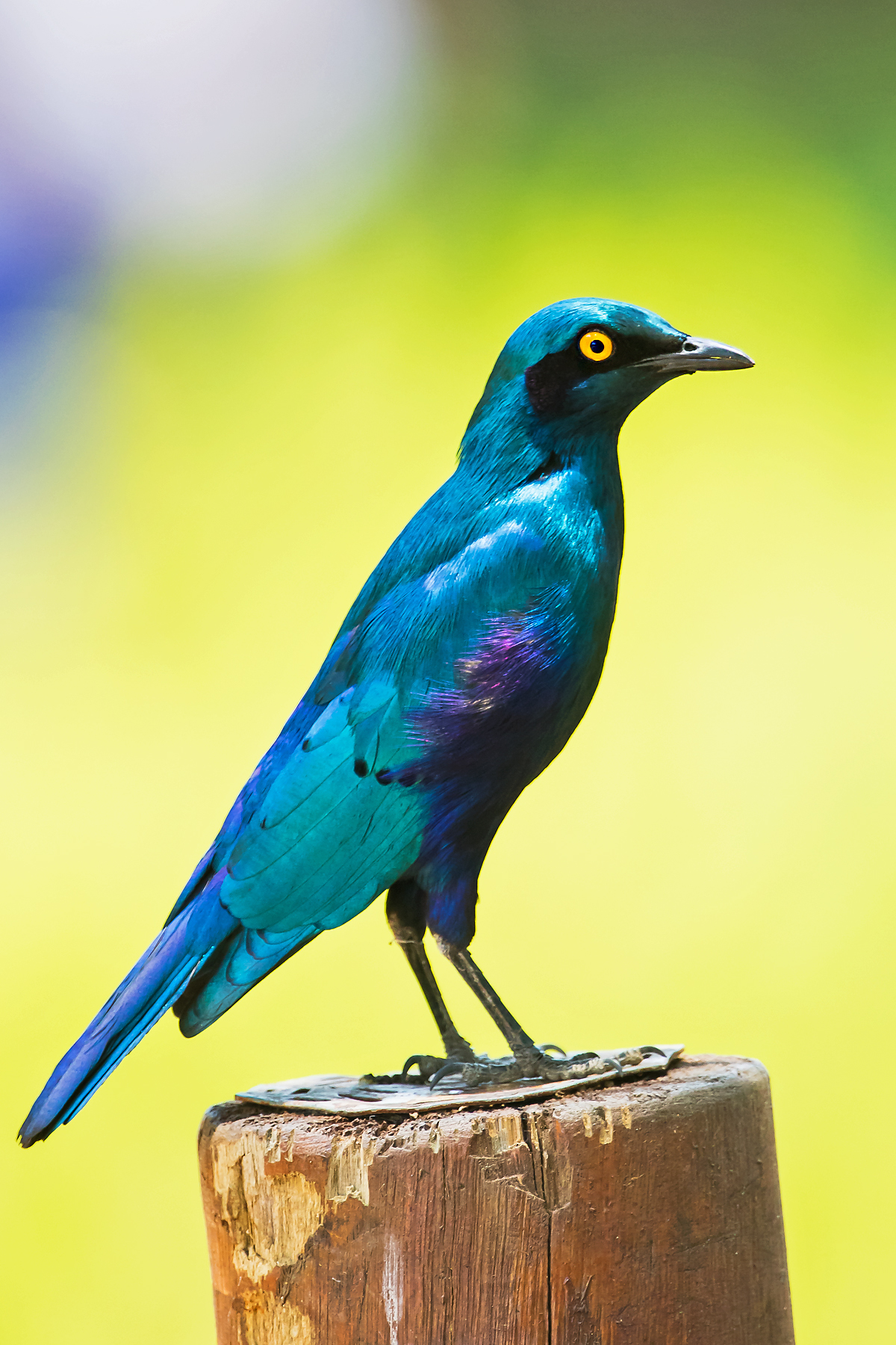 Greater Blue-eared Starling by Peter Beesley - BirdGuides