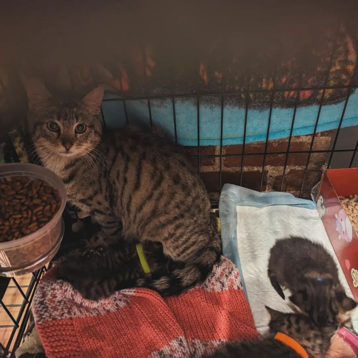 cats with food in cage