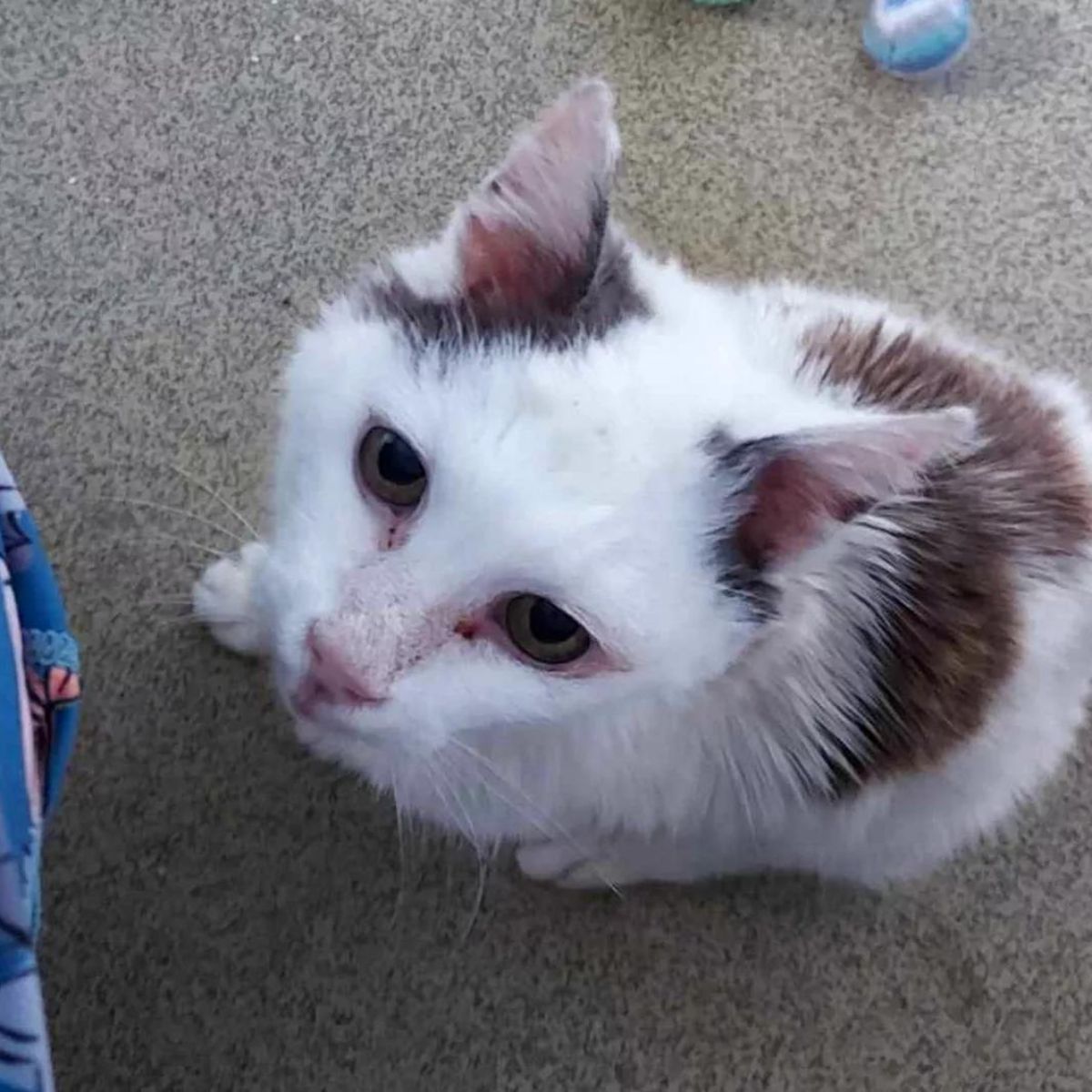 cat sitting on the floor