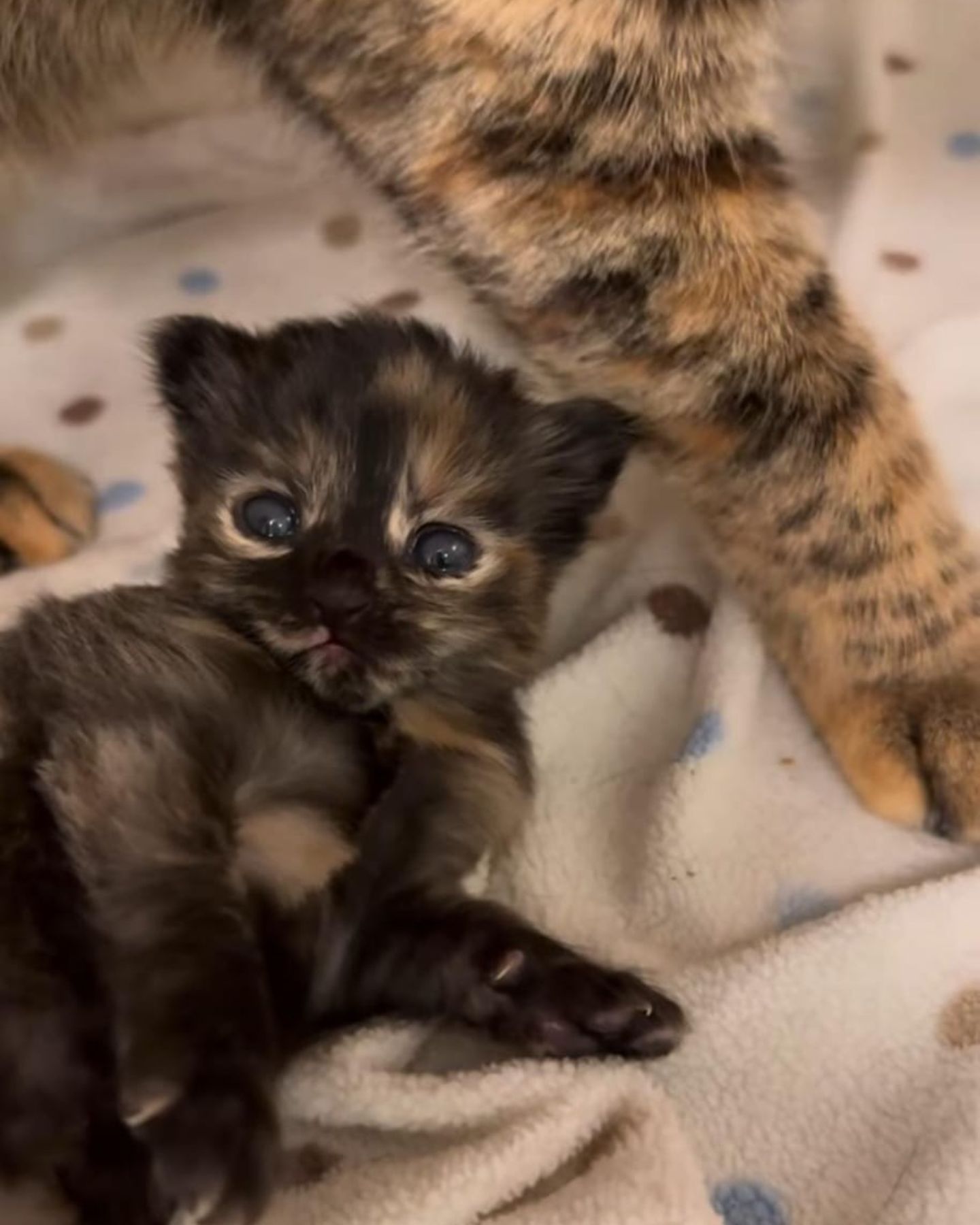 cute black kitten