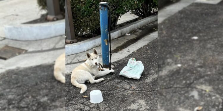 Beautiful White Puppy Left Tied to a Pole for Days Finds Hope in Kind-Hearted Rescuers