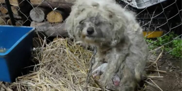 Chained Mama Dog at Abandoned Factory Struggles to Feed Her Puppies