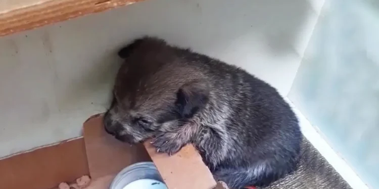 Rescuers Surprised by Discovery of Abandoned Pup in Cardboard Box Dumped on the Streets at Night