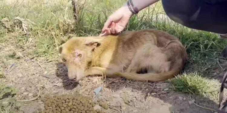 Three-Legged Dog Afraid of Human Touch Changes Coat Color After Rescue