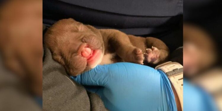 Newborn Puppy Abandoned on the Street Because of Her Cleft Lip