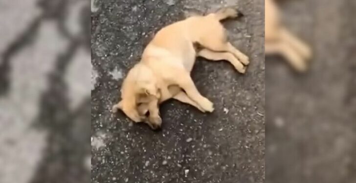 Exhausted Pregnant Dog Collapses on the Road Until a Kind Stranger Comes to Her Rescue