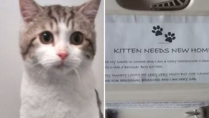 Kitten Found In IKEA Parking Lot With A Heartbreaking Note That Shocked Everyone