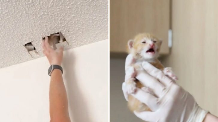 Arizona Organization Comes To The Rescue Of A Tiny Kitten Trapped In The Ceiling