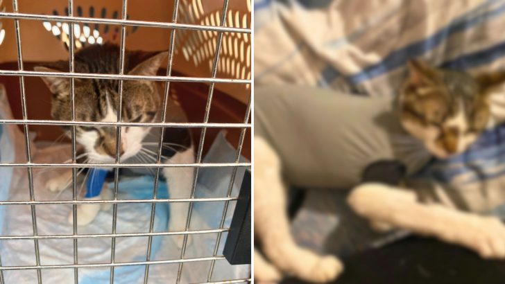 Ava The Cat Finally Gets A Chance For A Pain-Free Life After Struggling For So Long