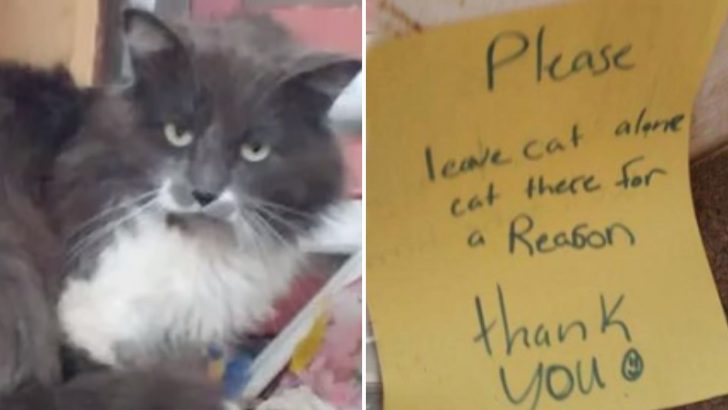 Cat Found On The Street With Mysterious Note Warning Not To Touch Him ‘He’s Here For A Reason’