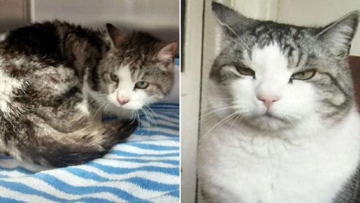 Cat Lost During Storm Leaves His Family In Disbelief 4 Years Later