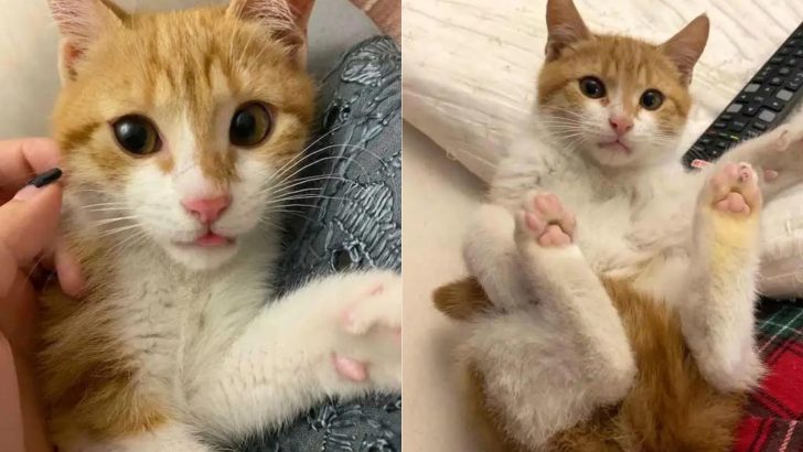 Brave Man Saves The Kitten’s Life Seconds Before Slipping Off The Bridge