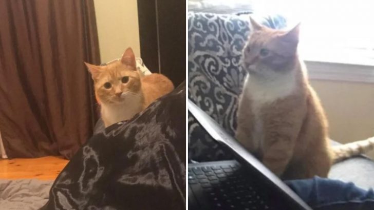 Clingy Cat Develops Strange Habit After Being Abandoned By His Owners