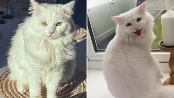 Cat Wakes Up His Owners Screaming Each Dawn And The Vet Reveals A Shocking Discovery