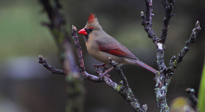 cardinal meaning and symbolism