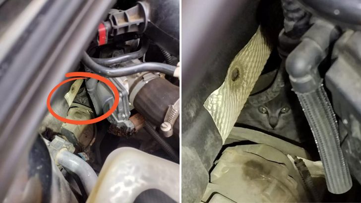 Family Shocked After Hearing Mysterious Cries Coming From Under The Hood