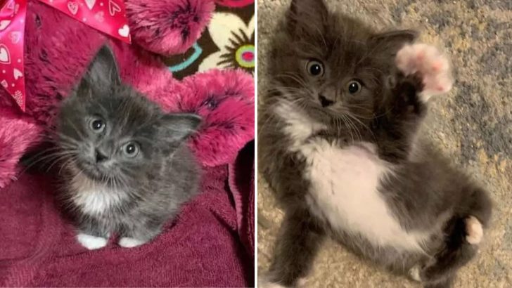 Fluffy Kitten With Twisted Legs Remains Unstoppable Winning Hearts With Her Charisma