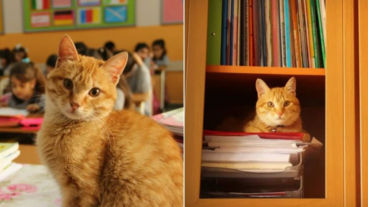 Ginger Cat Invades A Classroom And Declares It His New Home