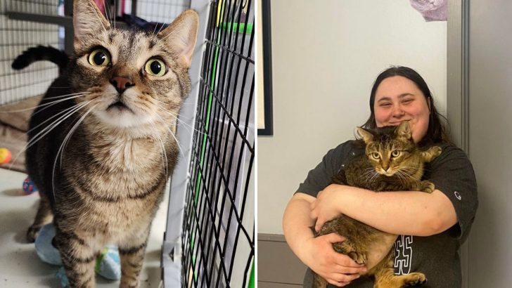 Heartbroken Shelter Cat Finally Finds His Happy Ending After Years Of Being Returned