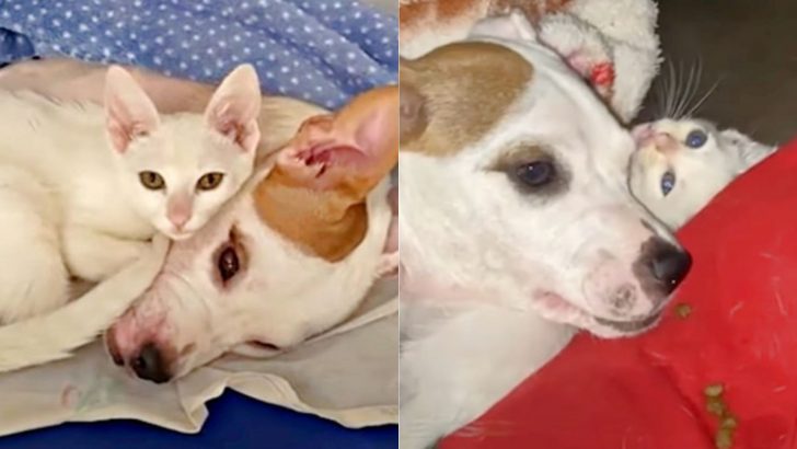 Kitten Works His Magic To Cheer Up A Paralyzed Dog Buddy Who’s Lost All Zest For Life