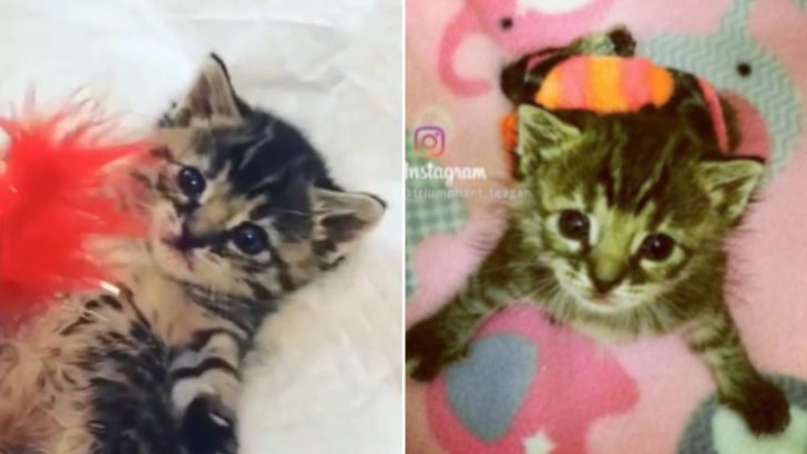 First Kitten Diagnosed With This Rare Disease Crosses The Rainbow Bridge At Just 17 Weeks Old