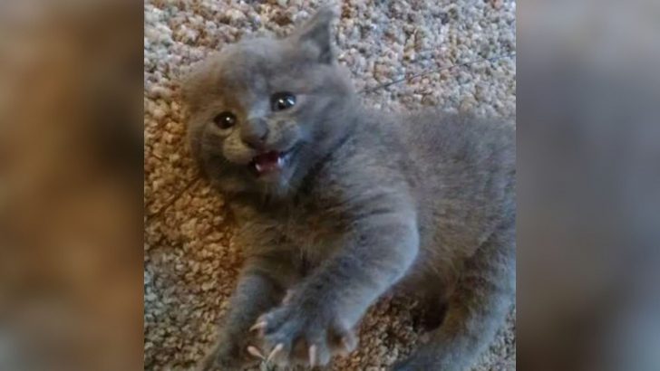 Man Finds A Tiny Kitten Behind A Toolshed Without A Mother Cat In Sight