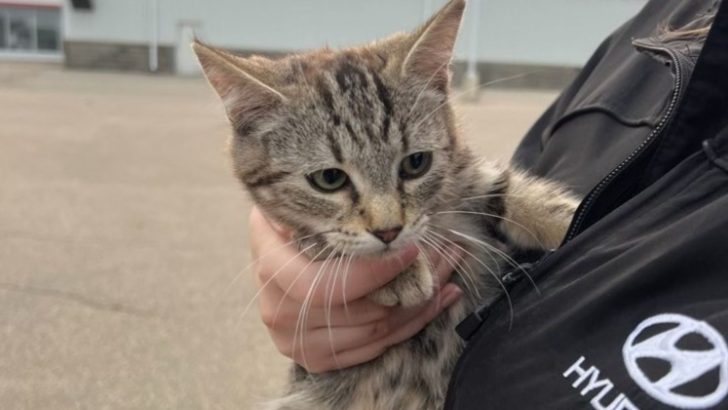 Weird Cries Coming From Car Engine Lead Lakeland Mechanics To A Shocking Discovery