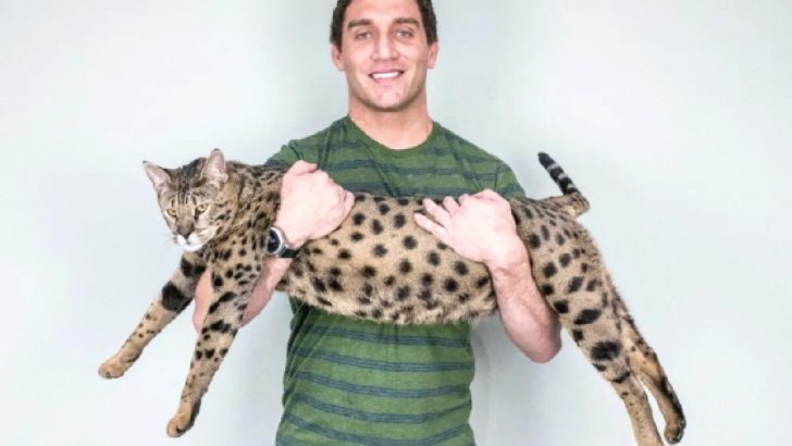 This Savannah Beauty Is The World’s Tallest Living Cat But She’s So Much More Than That