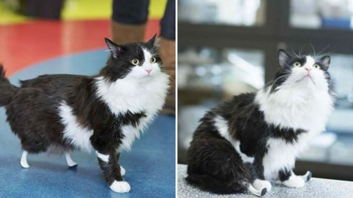 Brave Cat Who Lost His Hind Legs Gets New Ones Thanks To An Amazing Vet