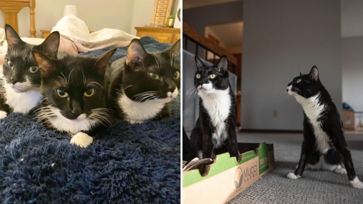 This Wobbly Tuxie Trio Doesn’t Let Their Disability Stop Them From Enjoying Life To The Fullest