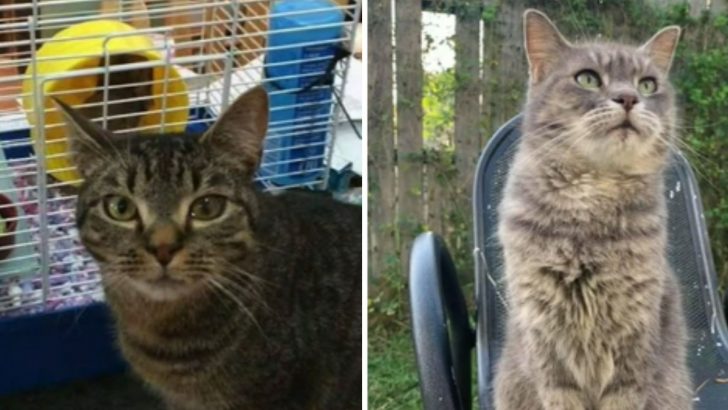 Missing Cat From Maine Found After 7 Years And 1,500 Miles Away