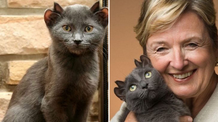 Unwanted Cat With Four Ears Desperately Waits For Someone To Bring Him Home