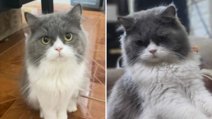 Quiet Cat Who Never Meows Baffles Everyone When She Speaks An Actual Human Word