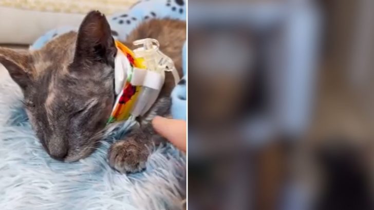 Rescuers Rush Motionless Cat To The Vet Only To Discover She Was Shot In The Head