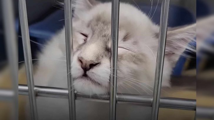 Heartbroken Shelter Cat Presses His Face Against The Cage Begging For A Chance